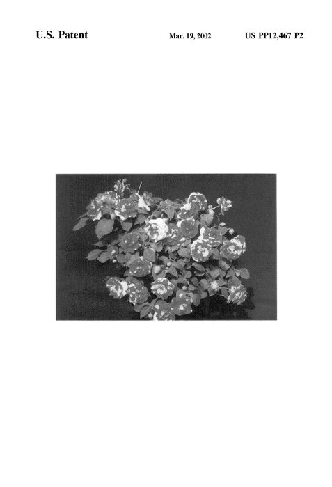 Figure 4 of US plant patent PP12467, the photograph of TiRow printed in the patent.