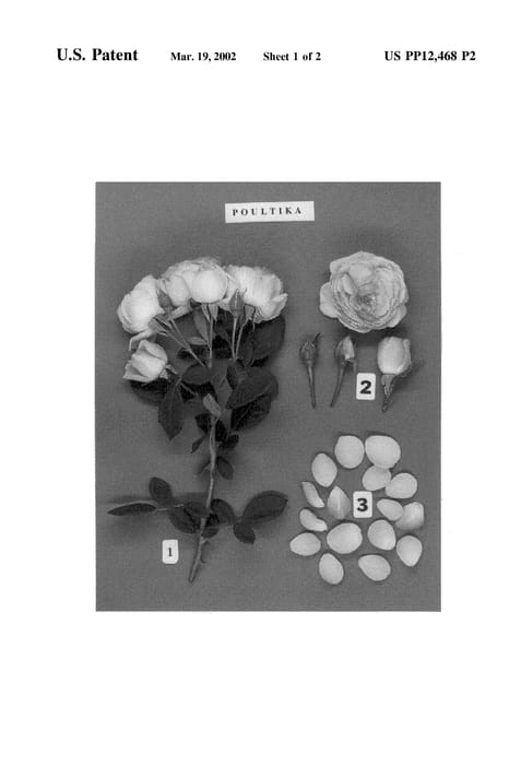 Figure 4 of US plant patent PP12468, the photograph of POULtika printed in the patent.