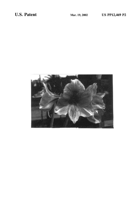 Figure 3 of US plant patent PP12469, the photograph of Bahia printed in the patent.