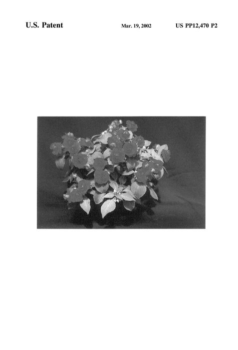 Figure 4 of US plant patent PP12470, the photograph of TiRe printed in the patent.