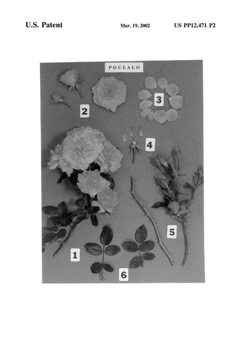 Figure 4 of US plant patent PP12471, the photograph of POULalo printed in the patent.