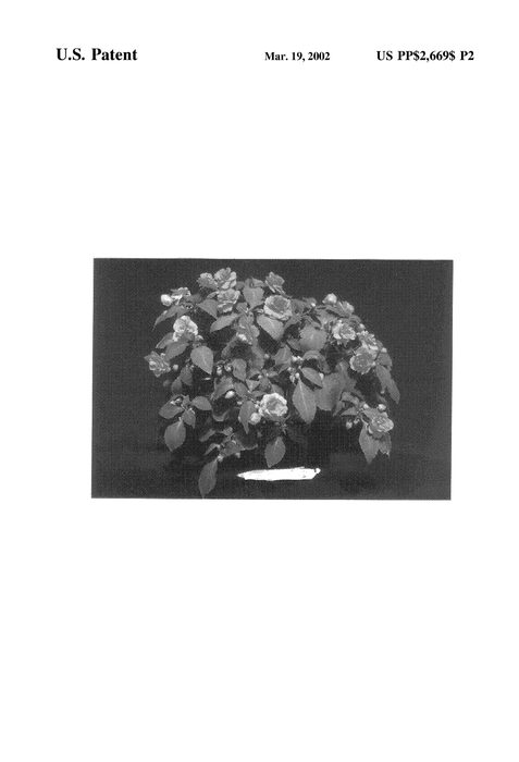 Figure 4 of US plant patent PP12472, the photograph of TiPec printed in the patent.