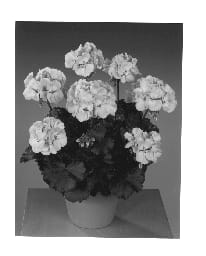Figure 1 of US plant patent PP12473, the photograph of Fisorchi printed in the patent.