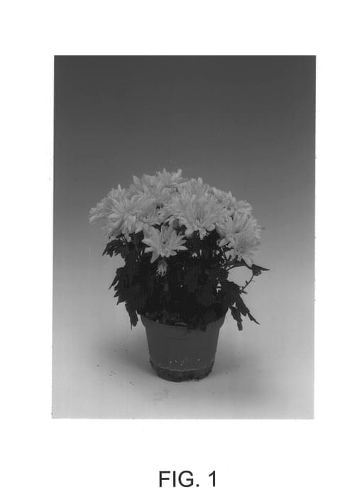 Figure 1 of US plant patent PP12474, the photograph of Halifax Yellow printed in the patent.