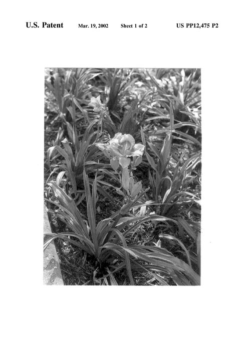 Figure 3 of US plant patent PP12475, the photograph of First Spring printed in the patent.