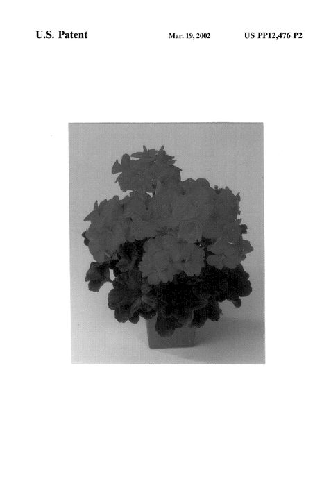 Figure 3 of US plant patent PP12476, the photograph of Balfanflai printed in the patent.