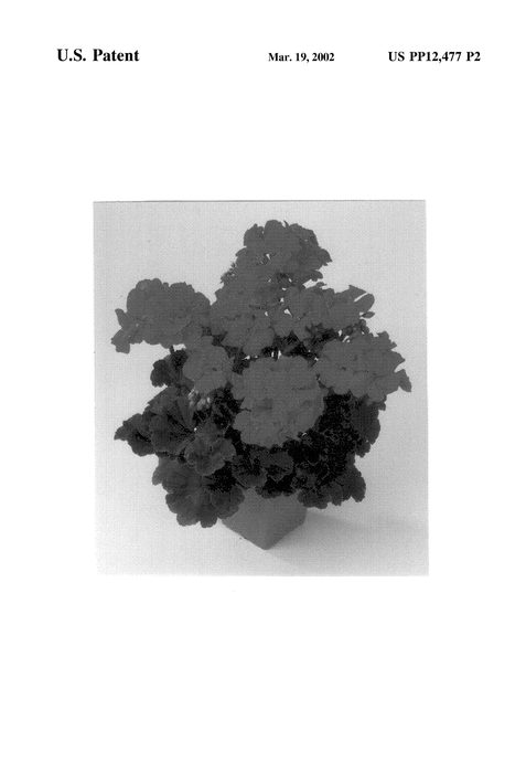 Figure 3 of US plant patent PP12477, the photograph of Balfancardim printed in the patent.