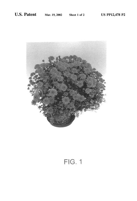 Figure 3 of US plant patent PP12478, the photograph of Delphires printed in the patent.