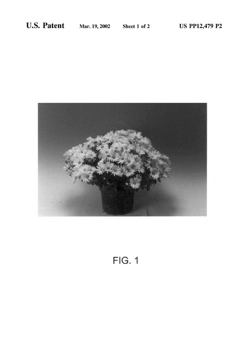 Figure 3 of US plant patent PP12479, the photograph of Odin printed in the patent.
