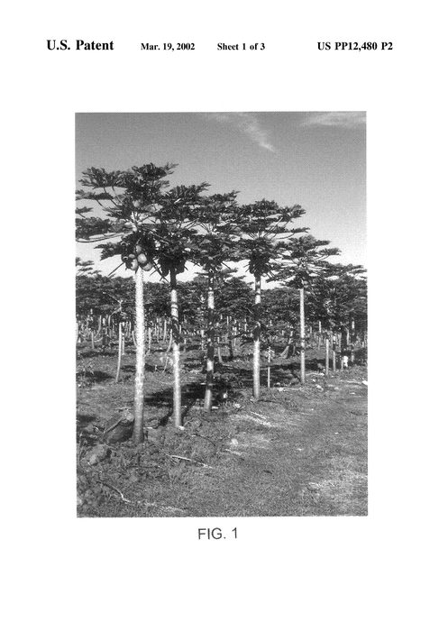 Figure 5 of US plant patent PP12480, the photograph of Poamoho Gold printed in the patent.