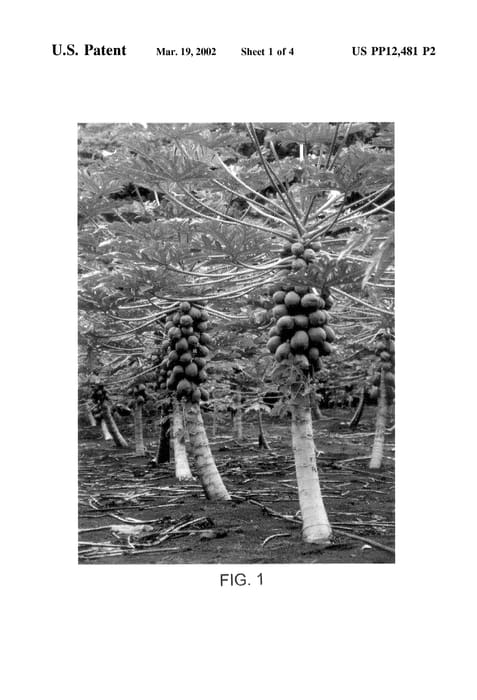 Figure 5 of US plant patent PP12481, the photograph of Laie Gold printed in the patent.
