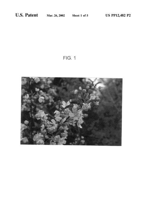 Figure 4 of US plant patent PP12482, the photograph of Malusquest printed in the patent.
