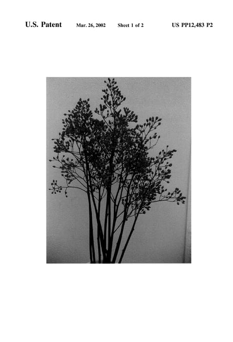 Figure 3 of US plant patent PP12483, the photograph of Bapollu printed in the patent.
