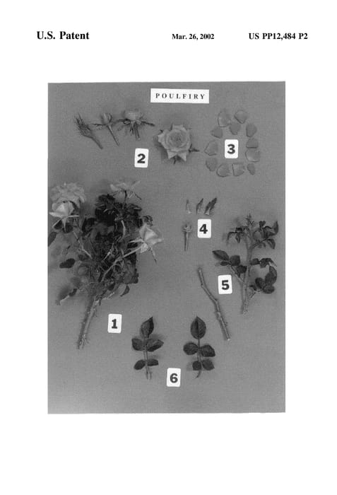 Figure 4 of US plant patent PP12484, the photograph of POULfiry printed in the patent.
