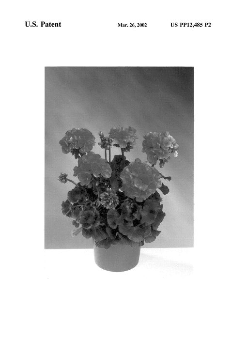 Figure 3 of US plant patent PP12485, the photograph of Fisorange printed in the patent.