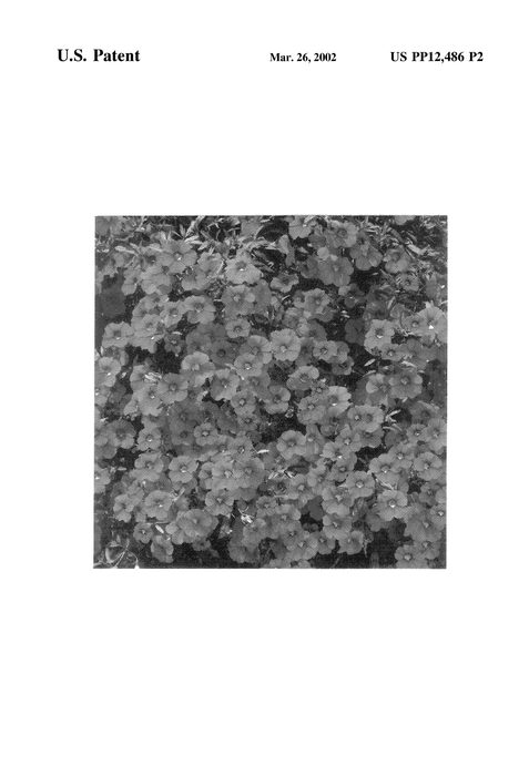 Figure 3 of US plant patent PP12486, the photograph of Wespink printed in the patent.