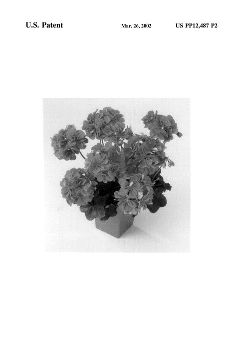 Figure 3 of US plant patent PP12487, the photograph of Balcoldepi printed in the patent.