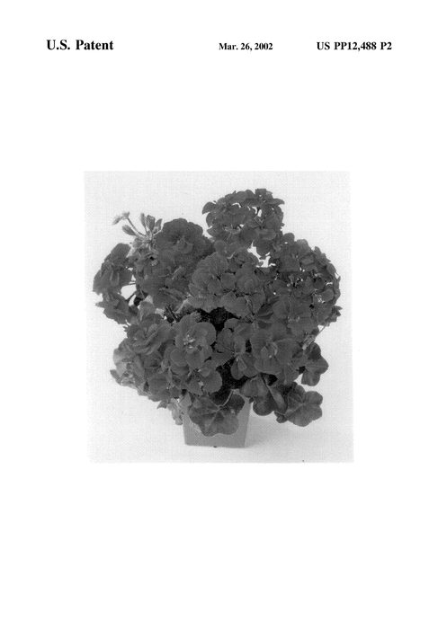 Figure 3 of US plant patent PP12488, the photograph of Balcolbugi printed in the patent.