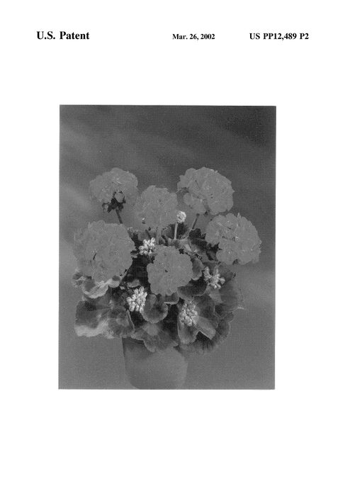 Figure 3 of US plant patent PP12489, the photograph of Fisfire printed in the patent.
