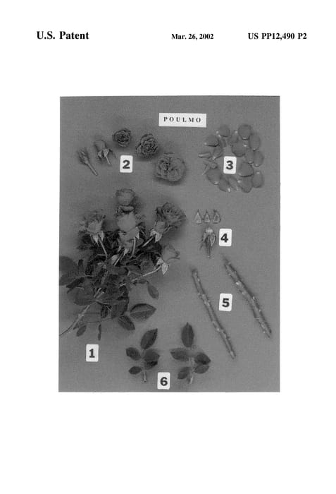Figure 4 of US plant patent PP12490, the photograph of POULmo printed in the patent.