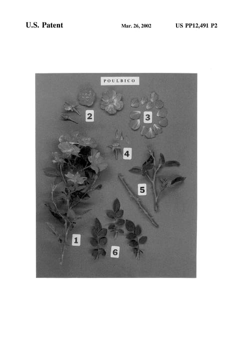 Figure 4 of US plant patent PP12491, the photograph of POULbico printed in the patent.