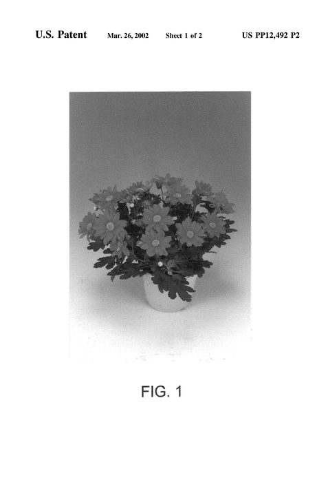 Figure 3 of US plant patent PP12492, the photograph of Dark Pink Elgon printed in the patent.
