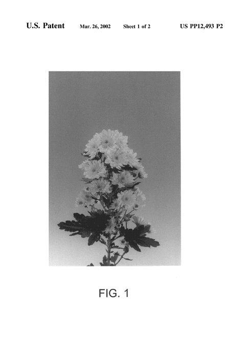Figure 3 of US plant patent PP12493, the photograph of Relinda Yellow printed in the patent.