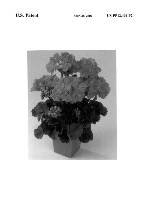 Figure 3 of US plant patent PP12494, the photograph of Balfanshop printed in the patent.