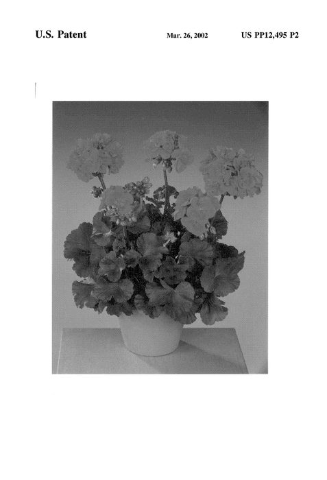 Figure 3 of US plant patent PP12495, the photograph of Fisgenta printed in the patent.