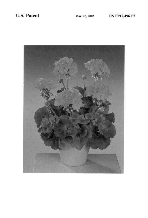 Figure 3 of US plant patent PP12496, the photograph of Fissalmrose printed in the patent.