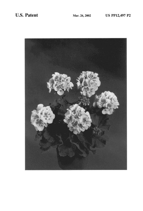 Figure 3 of US plant patent PP12497, the photograph of Fiseyewi printed in the patent.