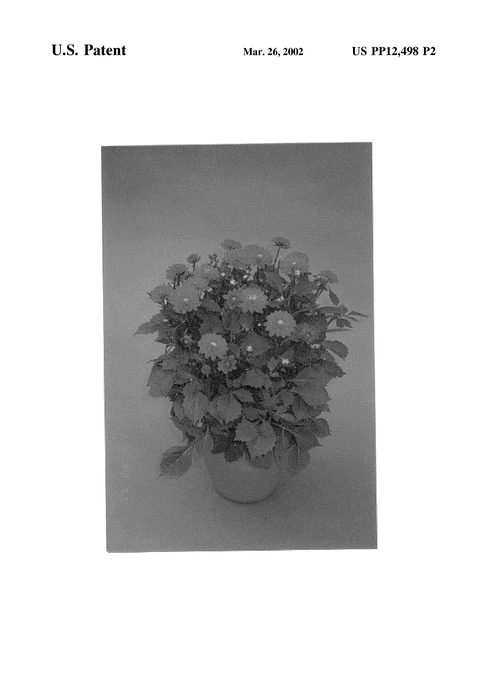 Figure 3 of US plant patent PP12498, the photograph of Bourgogne printed in the patent.