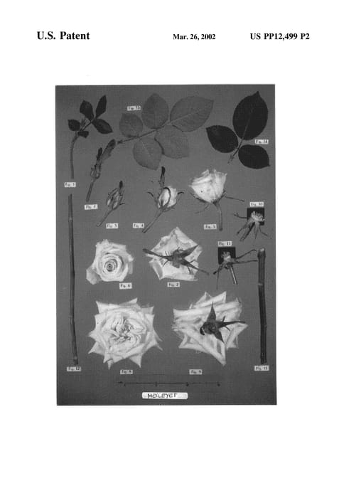 Figure 3 of US plant patent PP12499, the photograph of Meileyet printed in the patent.