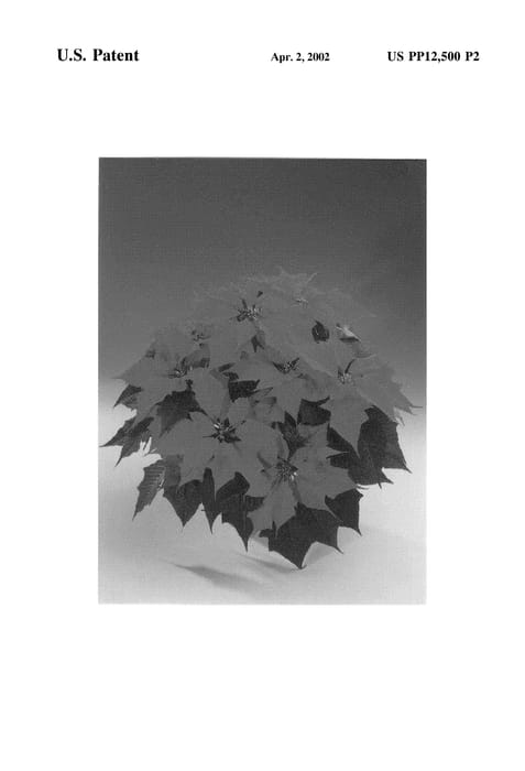 Figure 3 of US plant patent PP12500, the photograph of Fisson Orange printed in the patent.