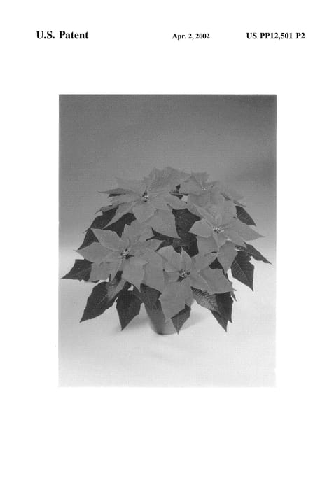 Figure 3 of US plant patent PP12501, the photograph of Fiscor Hot Pink printed in the patent.