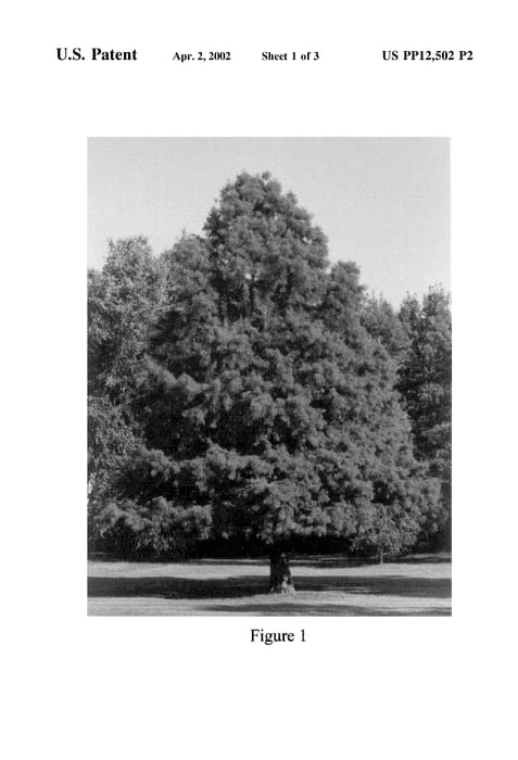 Figure 3 of US plant patent PP12502, the photograph of Nelson printed in the patent.