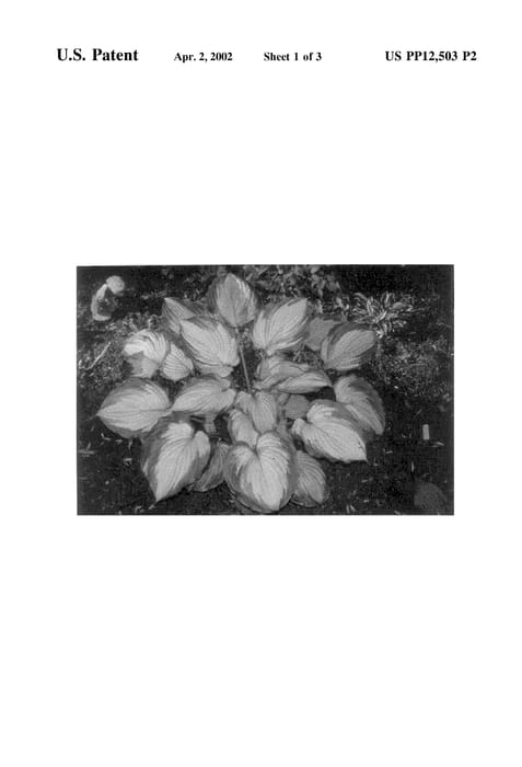 Figure 3 of US plant patent PP12503, the photograph of Old Glory printed in the patent.