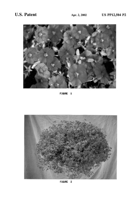 Figure 4 of US plant patent PP12504, the photograph of Colorburst Cherry printed in the patent.