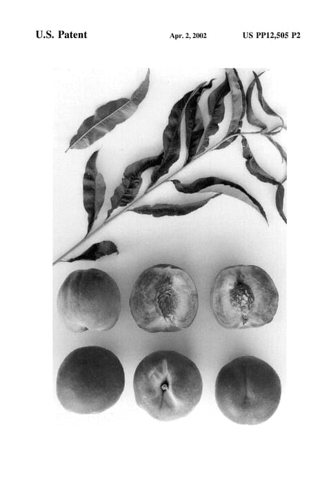 Figure 5 of US plant patent PP12505, the photograph of Burpeachfive printed in the patent.