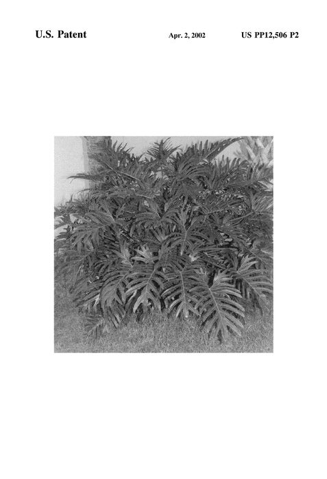 Figure 3 of US plant patent PP12506, the photograph of Xanadu-II printed in the patent.