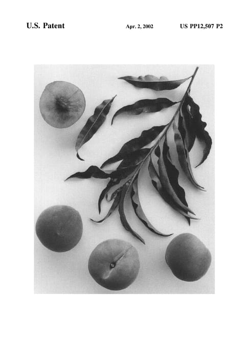 Figure 5 of US plant patent PP12507, the photograph of Burpeachthree printed in the patent.