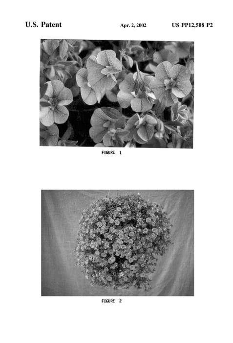 Figure 4 of US plant patent PP12508, the photograph of Kakegawa S8 printed in the patent.