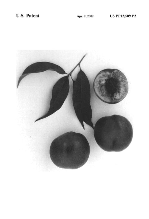 Figure 3 of US plant patent PP12509, the photograph of Taylor 14L22 printed in the patent.