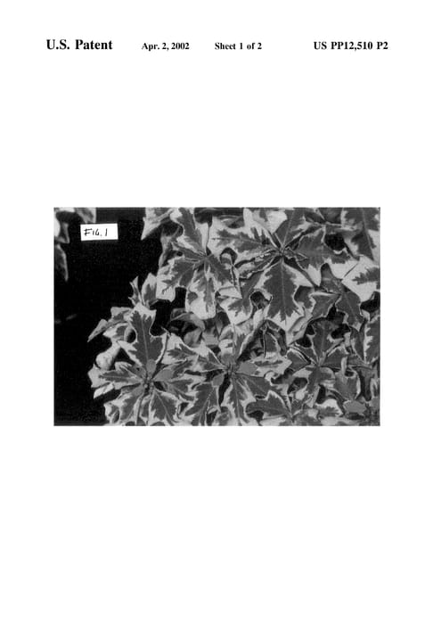 Figure 3 of US plant patent PP12510, the photograph of Yokoi's White printed in the patent.