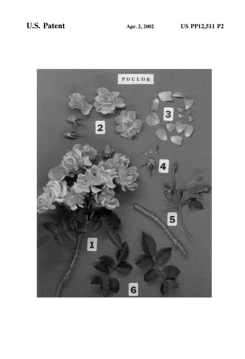 Figure 4 of US plant patent PP12511, the photograph of POULor printed in the patent.
