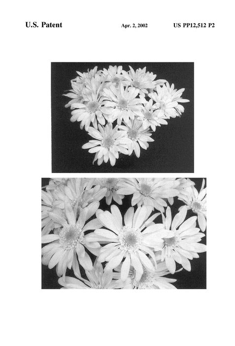 Figure 3 of US plant patent PP12512, the photograph of Yograceland printed in the patent.