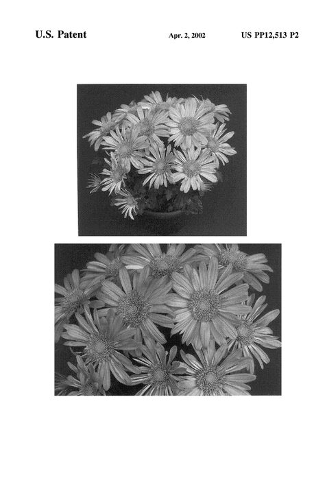 Figure 3 of US plant patent PP12513, the photograph of Yohartford printed in the patent.