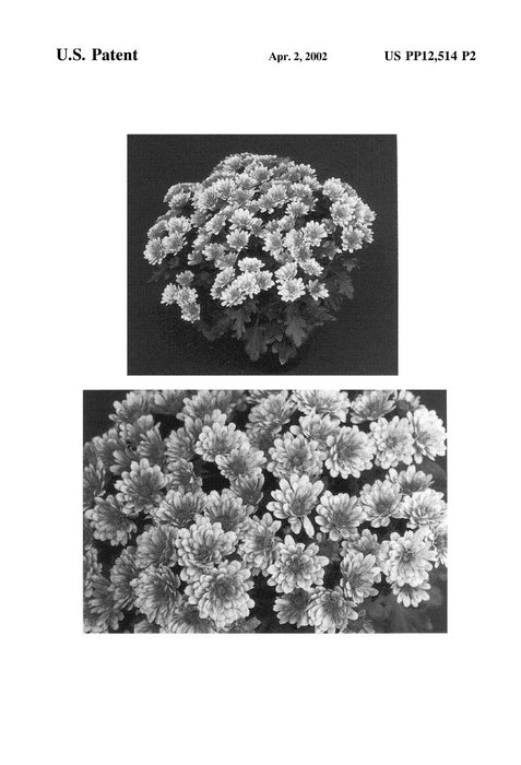 Figure 4 of US plant patent PP12514, the photograph of Yoelmira printed in the patent.