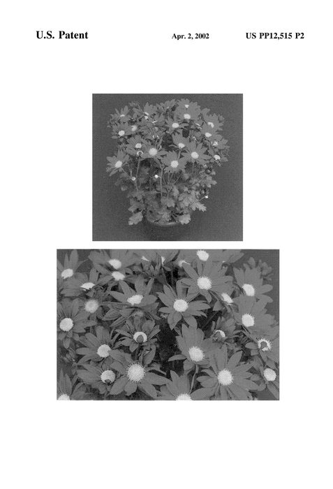 Figure 3 of US plant patent PP12515, the photograph of Yoseattle printed in the patent.