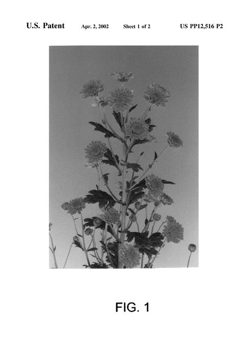 Figure 3 of US plant patent PP12516, the photograph of Reggie Dark Pink printed in the patent.